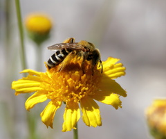Hesperapis oraria