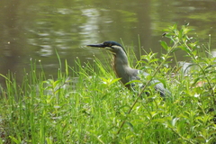 Butorides striata