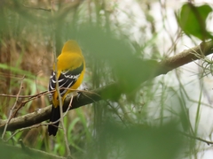 Icterus nigrogularis