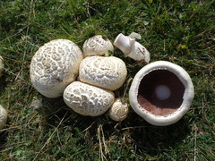 Agaricus crocodilinus
