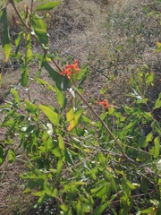 Anisacanthus thurberi