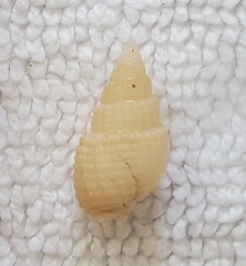 Ilyanassa trivittata