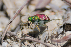 Cicindela coerulea nitida