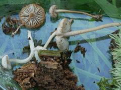 Pseudolaccaria pachyphylla