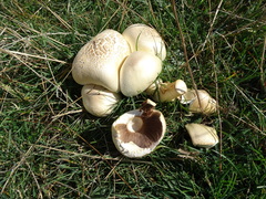 Agaricus crocodilinus