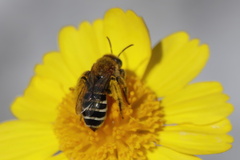 Hesperapis oraria