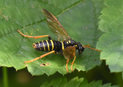 Tenthredo scrophulariae