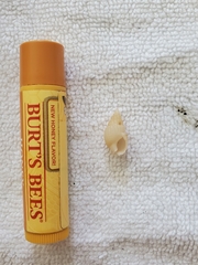 Ilyanassa trivittata