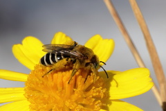 Hesperapis oraria