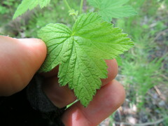 Ribes americanum