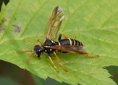 Tenthredo scrophulariae