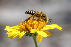 Hesperapis oraria