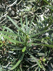 Podocarpus