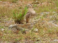 Burhinus bistriatus