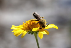 Hesperapis oraria