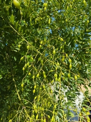 Styphnolobium japonicum
