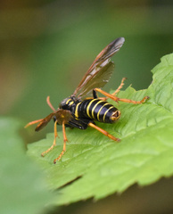 Tenthredo scrophulariae