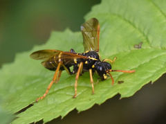 Tenthredo scrophulariae
