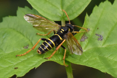 Tenthredo scrophulariae