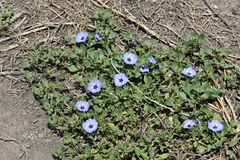 Nolana humifusa
