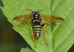 Tenthredo scrophulariae