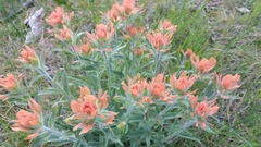 Castilleja hispida acuta