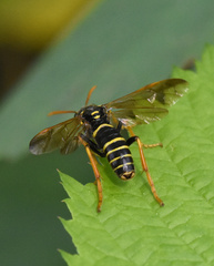 Tenthredo scrophulariae