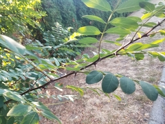 Robinia pseudoacacia