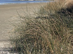 Schoenoplectus americanus