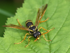 Tenthredo scrophulariae