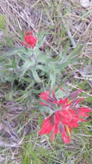 Castilleja hispida acuta