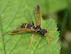 Tenthredo scrophulariae