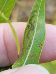 Stigmella salicis