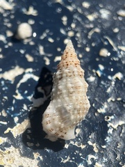 Cerithium eburneum