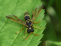 Tenthredo scrophulariae