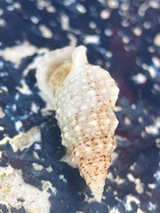 Cerithium eburneum