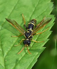 Tenthredo scrophulariae