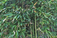 Bambusoideae