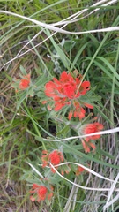 Castilleja hispida acuta