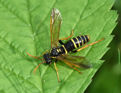 Tenthredo scrophulariae