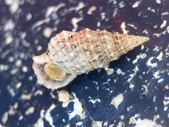 Cerithium eburneum