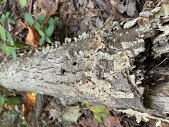 Trichaptum fuscoviolaceum