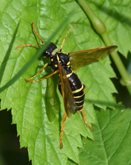 Tenthredo scrophulariae