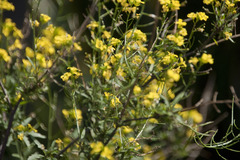 Sisymbrium loeselii