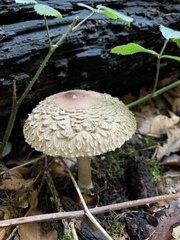 Chlorophyllum olivieri