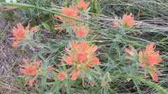 Castilleja hispida acuta