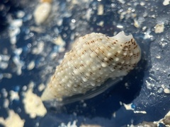 Cerithium eburneum