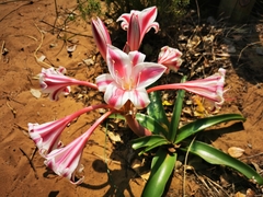 Crinum stuhlmannii delagoense