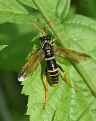 Tenthredo scrophulariae