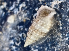 Cerithium eburneum